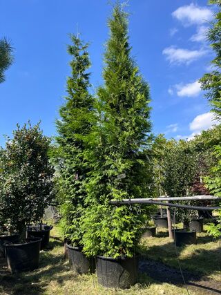 2x Conifeer, Thuja ‘Gelderland’, haagplant, wintergroen, ca. 400-450 c