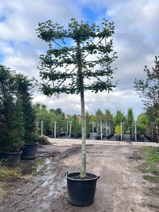 4x Winterlinde, Tilia Cordata, leiboom, ca. 200 cm stamhoogte