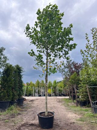 Amerikaanse tulpenboom, Liriodendron Tulipifera, hoogstam, gele herfst