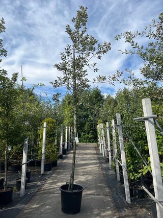 Steeneik, Quercus Ilex, hoogstam, wintergroen, ca. 3.5 m hoog