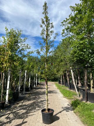 3x Portugese laurier, Prunus ‘Brenelia’, hoogstam, wintergroen, ca. 3-