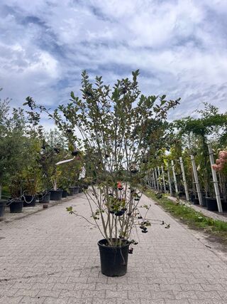 2x Appelbes, Aronia ‘Brilliant’, sierheester, ca. 150-175 cm hoog