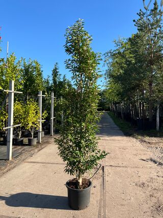 Ca. 15x Portugese laurier, Prunus Lusitanica, haagplant, wintergroen,