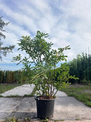 Vijgenboom, Ficus ‘Ronde De Bordeaux’, vruchtboom, vruchtdragend, ca.