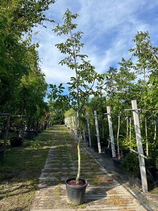 Ca. 15x Walnotenboom, Juglans ‘Chandler’, vruchtboom, vruchtdragend, c