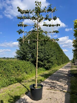 3x Koningslinde, Tilia ‘Pallida’, leiboom, ca. 200 cm stamhoogte