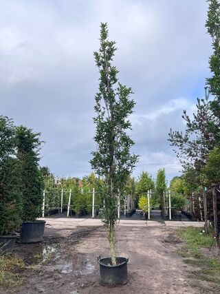 3x Moeraseik, Quercus Green Pillar, zuilboom, ca. 5 m hoog