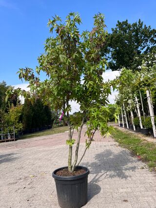 5x Sierstruik, Magnolia Stellata, E.a., sierheester, bloei/herfstverkl