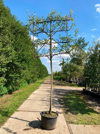 2x Perenboom, Pyrus ‘Doyenne Du Comicé’, leiboom, ca. 180 cm stamhoogt