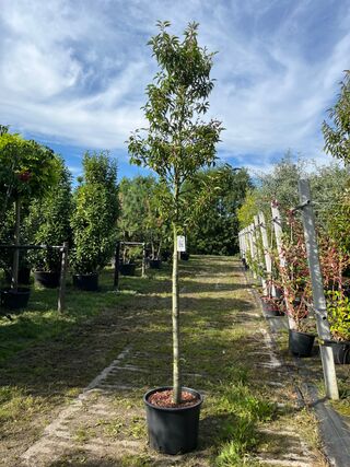 4x Portugese laurier, Prunus ‘Angustifolia’, bolvorm, wintergroen, ca.