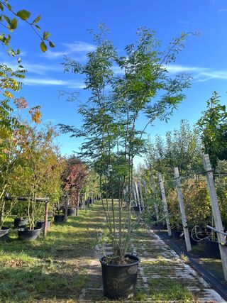 Valse Christusdoorn, Gleditsia ‘Skyline’, meerstammig, ca. 250-300 cm