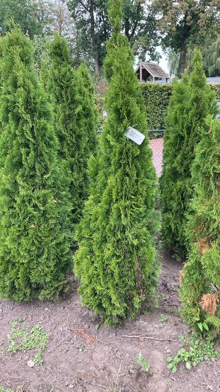 Ca. 50x Koningsconifeer, Thuja ‘Smaragd’, haagplant, wintergroen, ca.