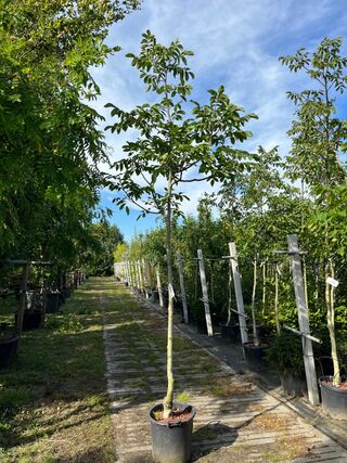 2x Walnotenboom, Juglans ‘Chandler’, vruchtboom, vruchtdragend, ca. 3.