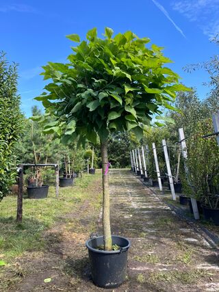 4x Trompetboom, Catalpa ‘Nana’, bolboom, ca. 160 cm stamhoogte