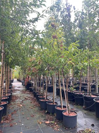Ca. 10x Sierappel, Malus ‘Evereste’, bloesemboom, rode sierappeltjes,