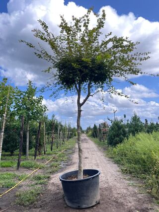 Japanse esdoorn, Acer Palmatum, karakterboom, herfstverkleuring, ca. 4