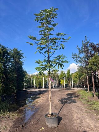 2x Indische paardenkastanje, Aesculus Indica, hoogstam, ca. 4-5 m hoog