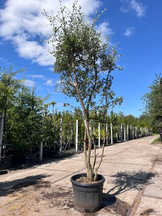 Kurkeik, Quercus Suber, meerstammig, kurkstam, ca. 2-2.5 m hoog