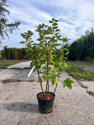 5x Aalbes, Ribes ‘Weisse Versailles’ E.a., fruitstruik, vruchtdragend,