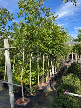 Ca. 15x Walnotenboom, Juglans ‘Chandler’, vruchtboom, vruchtdragend, c