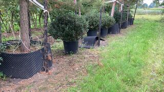 7x Hulst, Ilex Aquifolium, bolvorm, wintergroen, Doorsnede ca. 120 cm