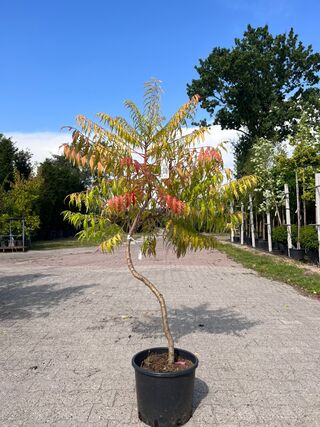 5x Sierstruik, Magnolia Stellata, E.a., sierheester, bloei/herfstverkl