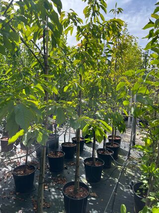 Ca. 10x Kersenboom, Prunus ‘Kordia’, fruitgaardboom, vruchtdragend, ca