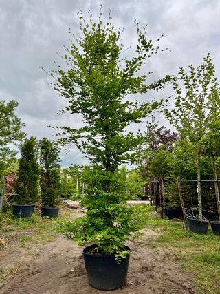 3x Beuk, Fagus Sylvatica, geveerd, groenbladig, ca. 5-6 m hoog