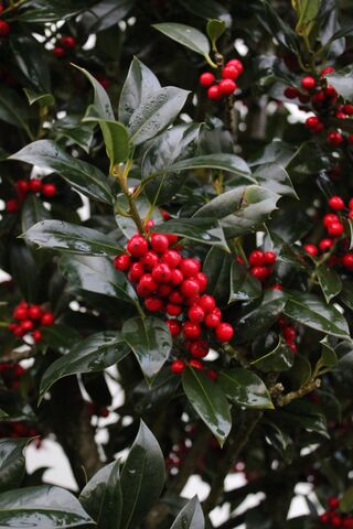 Hulst, Ilex ‘Limsi’, solitair, wintergroen, ca. 200-225 cm hoog