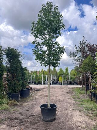 2x Amberboom, Liquidambar Styraciflua, hoogstam, herfstverkleuring, ca