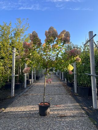 2x Pluimhortensia, Hydrangea ‘Limelight’, bolboom, witte/roze bloei, c