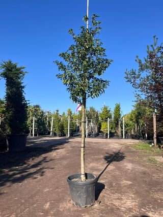 5x Portugese laurier, Prunus ‘Angustifolia’, leigeschikt, wintergroen,