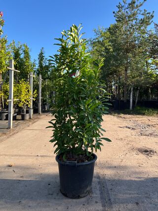 6x Laurierkers, Prunus ‘Novita’, haagplant, wintergroen, ca. 100-150 c