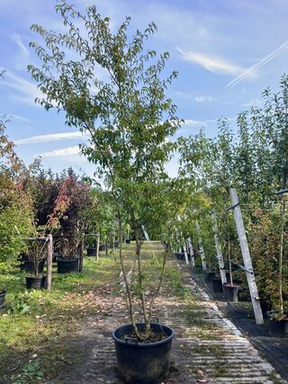 Japanse sierkers, Prunus ‘Oshidori’, meerstammig, wit/roze bloei, ca.