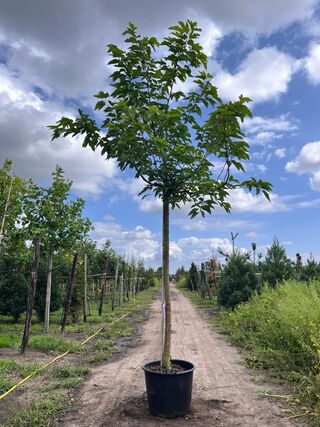 2x Witte moerbei, Morus ‘Fruitless’, dakvorm, ca. 220 cm stamhoogte
