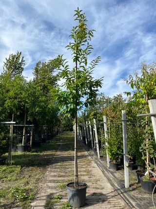 2x Tamme kastanje, Castanea Sativa, vruchtboom, vruchtdragend, ca. 3-3