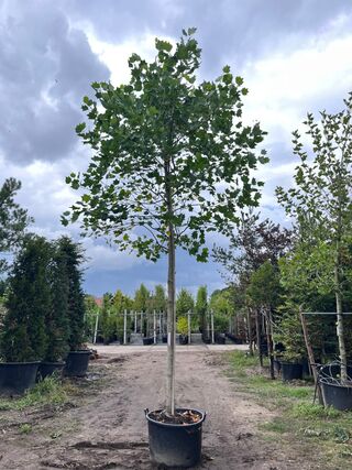 3x Amerikaanse tulpenboom, Liriodendron Tulipifera, hoogstam, gele her