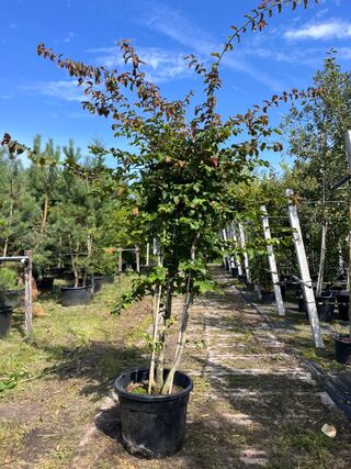 Perzisch ijzerhout, Parrotia Persica, meerstammig, rode herfstkleur, 1