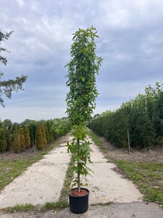 Amberboom, Liquidambar ‘Slender Silhouette’, zuilvorm, herfstverkleuri