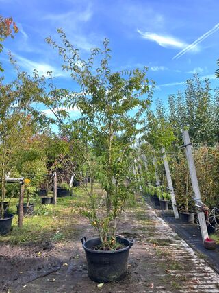 2x Japanse sierkers, Prunus ‘Oshidori’, meerstammig, wit/roze bloei, c