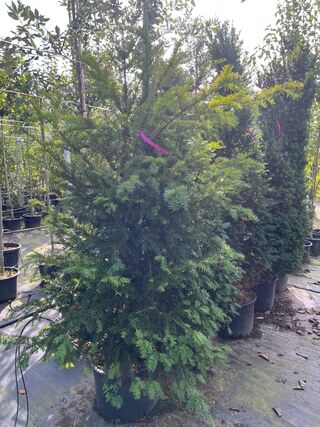 6x Venijnboom, Taxus Baccata, haagplant, wintergroen, ca. 175-225 cm h
