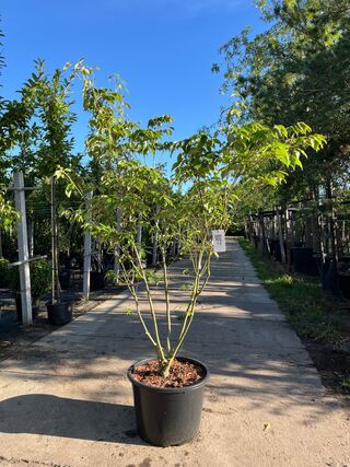 Japanse kornoelje, Cornus ‘China Girl’, meerstammig, witte bloei, ca.1