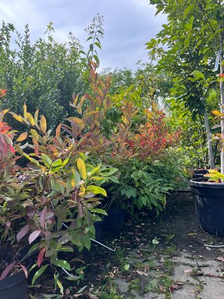 Ca. 30x Sierstruik, Forsythia, E.a., sierheester, bloei/herfstverkleur