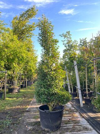 4x Portugese laurier, Prunus ‘Angustifolia’, haagplant, wintergroen, c