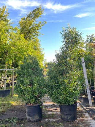 4x Portugese laurier, Prunus ‘Angustifolia’, haagplant, wintergroen, c
