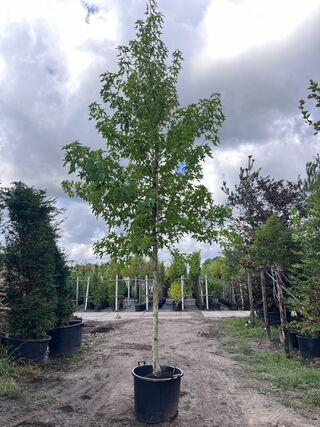 Amberboom, Liquidambar Styraciflua, hoogstam, herfstverkleuring, ca. 5
