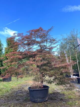 Japanse esdoorn, Acer ‘Garnet’, karakterboom, roodbladig, ca. 150-175
