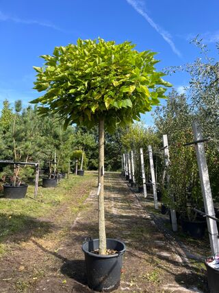2x Trompetboom, Catalpa ‘Nana’, bolboom, ca. 180 cm stamhoogte