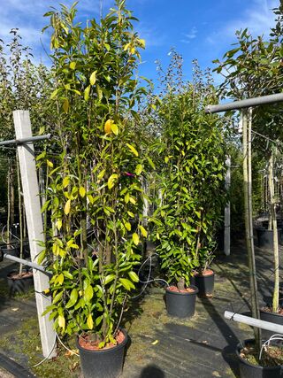 4x Laurierkers, Prunus ‘Genolia’, haagplant, wintergroen, ca. 200 cm h
