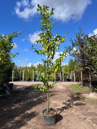 3x Laurierkers, Prunus ‘Novita’, leigeschikt, wintergroen, ca. 3 m hoo